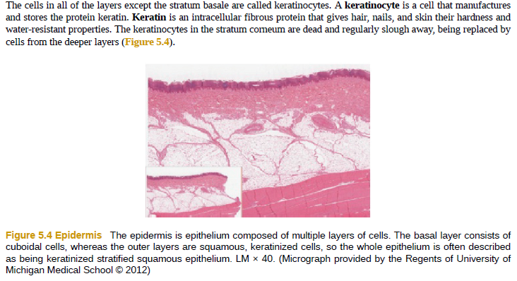 The cells in all of the layers except the stratum basale are called keratinocytes. A keratinocyte is a cell that manufactures
and stores the protein keratin. Keratin is an intracellular fibrous protein that gives hair, nails, and skin their hardness and
water-resistant properties. The keratinocytes in the stratum comeum are dead and regularly slough away, being replaced by
cells from the deeper layers (Figure 5.4).
Figure 5.4 Epidermis The epidermis is epithelium composed of multiple layers of cells. The basal layer consists of
cuboidal cells, whereas the outer layers are squamous, keratinized cells, so the whole epithelium is often described
as being keratinized stratified squamous epithelium. LM x 40. (Micrograph provided by the Regents of University of
Michigan Medical School © 2012)
