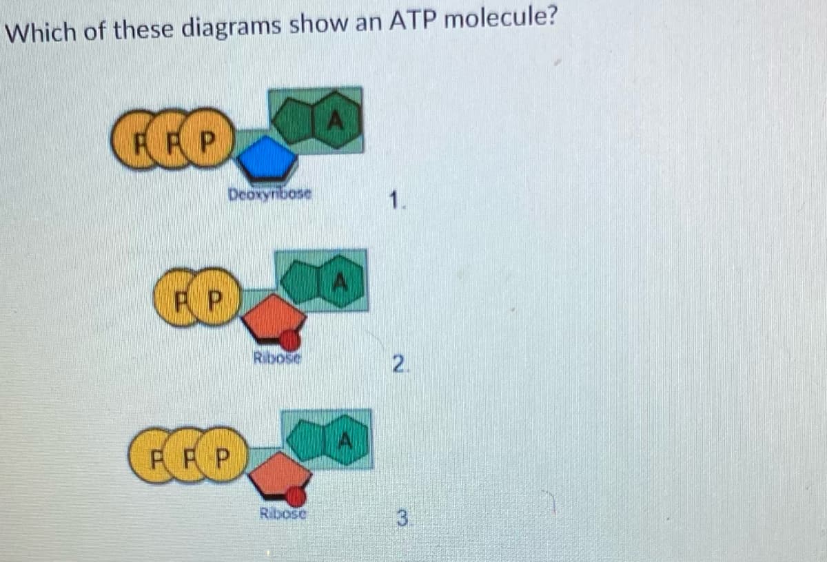 Which of these diagrams show an ATP molecule?
RRP
Deoxyribose
1.
Ribose
2.
PRP
Ribose
3.
