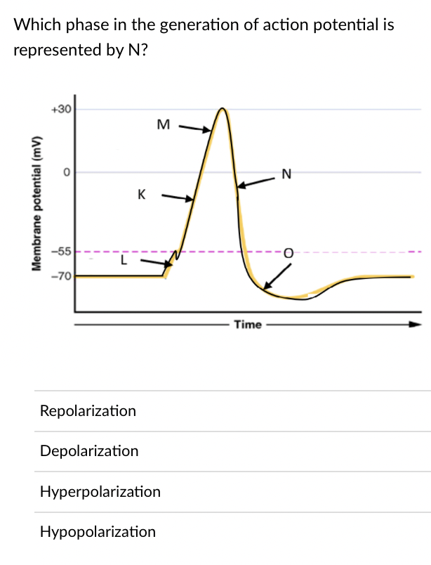 Which phase in the generation of action potential is
represented by N?
+30
M
N
K
-55
-70
Time
Repolarization
Depolarization
Hyperpolarization
Hypopolarization
Membrane potential (mV)
