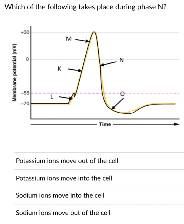 Which of the following takes place during phase N?
+30
M
N
K
-55
-70
Time
Potassium ions move out of the cell
Potassium ions move into the cell
Sodium ions move into the cell
Sodium ions move out of the cell
Membrane potential (mV)
