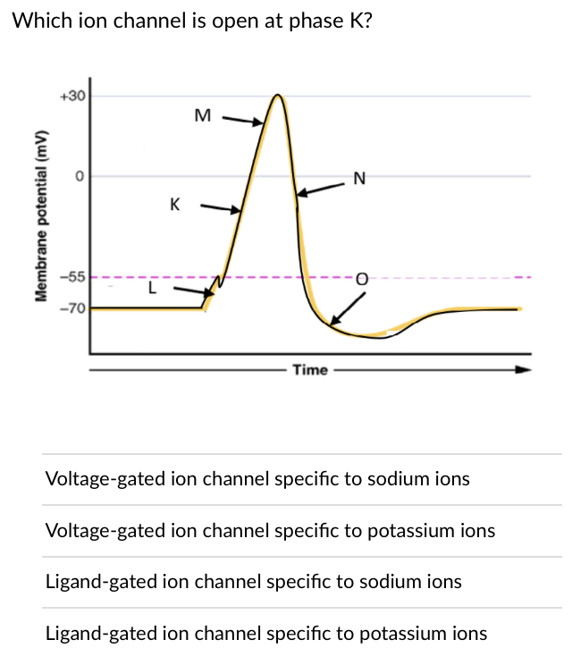 Which ion channel is open at phase K?
+30
M
N
K
-55
L
-70
Time
Voltage-gated ion channel specific to sodium ions
Voltage-gated ion channel specific to potassium ions
Ligand-gated ion channel specific to sodium ions
Ligand-gated ion channel specific to potassium ions
Membrane potential (mV)

