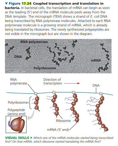 V Figure 17.24 Coupled transcription and translation in
bacteria. In bacterial cells, the translation of MRNA can begin as soon
as the leading (5') end of the mRNA molecule peels away from the
DNA template. The micrograph (TEM) shows a strand of E. coli DNA
being transcribed by RNA polymerase molecules. Attached to each RNA
polymerase molecule is a growing strand of mRNA, which is already
being translated by ribosomes. The newly synthesized polypeptides are
not visible in the micrograph but are shown in the diagram.
RNA polymerase
DNA
MRNA
Polyribosome
0.25 p
Direction of
transcription
RNA
polymerase,
DNA
Polyribosome-
Polypeptide
(amino end)
Ribosome
MRNA (5' end)-
VISUAL SKILLS > Which one of the MRNA molecules started being transcribed
first? On that MRNA, which ribosome started translating the MRNA first?
