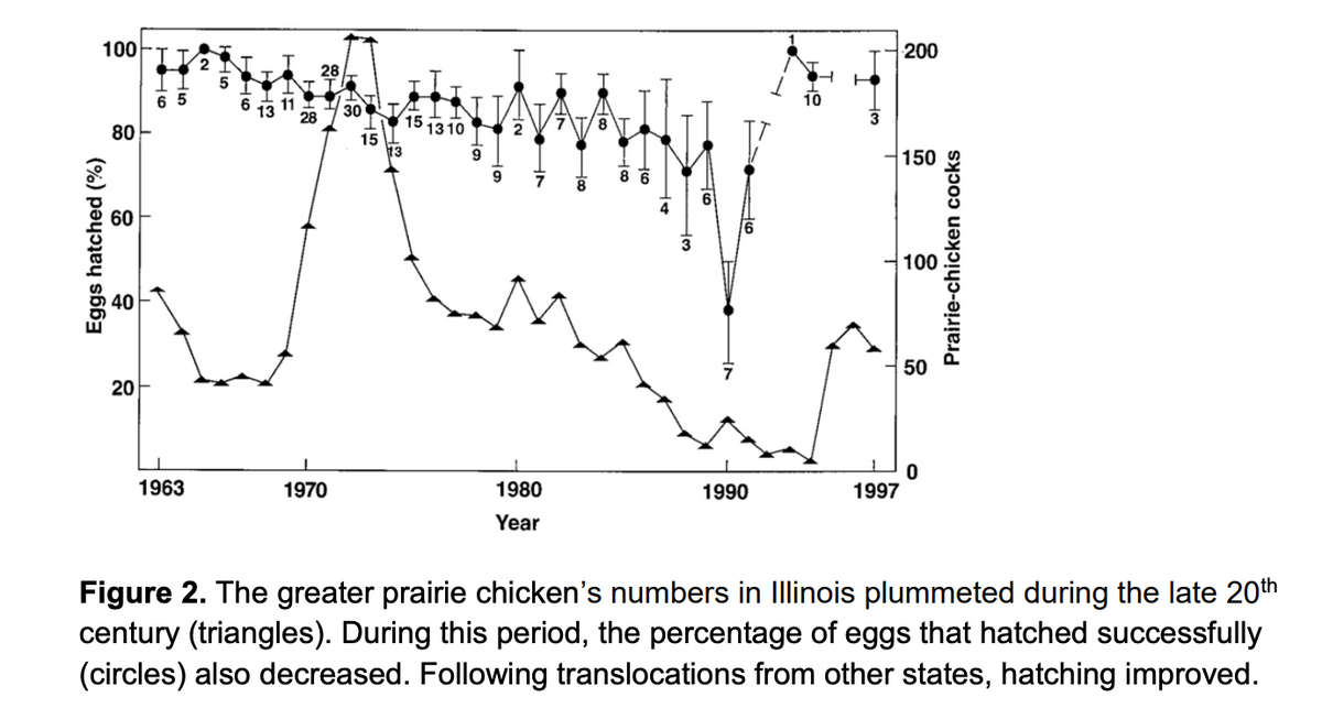 100
Eggs hatched (%)
80
60
40
20
16
5
1963
NO
5
Ho
11
28
28
न
1970
30
15
15
TB
1310
9
9
2
7
1
1980
Year
NH
8
6
96
1990
10
H
3
1997
200
150
100
50
Prairie-chicken cocks
Figure 2. The greater prairie chicken's numbers in Illinois plummeted during the late 20th
century (triangles). During this period, the percentage of eggs that hatched successfully
(circles) also decreased. Following translocations from other states, hatching improved.