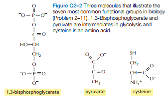 Figure Q2-2 Three molecules that illustrate the
seven most common functional groups in biology
(Problem 2-11). 1,3-Bisphosphoglycerate and
pyruvate are intermediates in glycolysis and
cysteine is an amino acid.
"0-P-O
C=0
но-сн
SH
CH2
"o-P=0
C=0
CH-C
CH3
NH,+
1,3-bisphosphoglycerate
руruvate
cysteine
