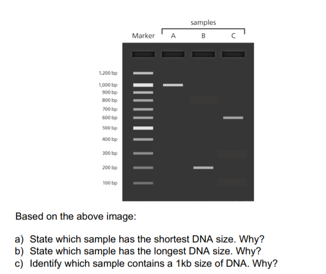 samples
Marker
A
B
1,200 bp
1,000 bp
900 bp
800 bp
700 bp
600 bp
500 bp
400 bp
300 bp
200 bp
100 bp
Based on the above image:
a) State which sample has the shortest DNA size. Why?
b) State which sample has the longest DNA size. Why?
c) Identify which sample contains a 1kb size of DNA. Why?
|
