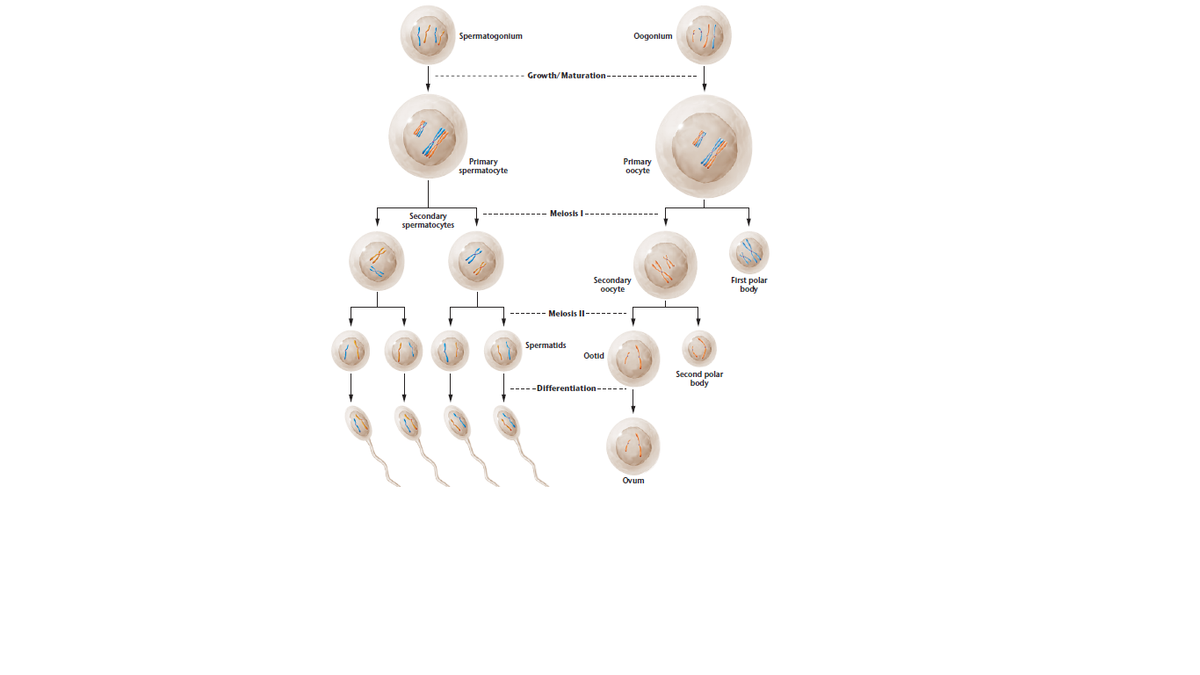 Spermatogonium
Oogonlum
Growth/Maturation--
Primary
Primary
oocyte
spermatocyte
Melosis I-
Secondary
spermatocytes
Secondary
oocyte
First polar
body
------- Melosis II-
Spermatids
Ootid
Second polar
body
-----Differentlation------
Ovum
