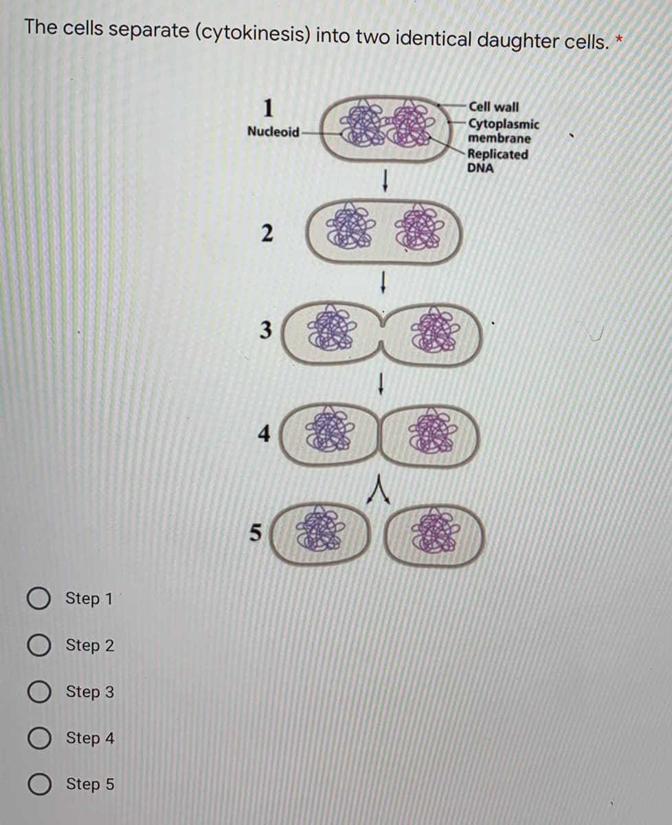 The cells separate (cytokinesis) into two identical daughter cells. *
1
Cell wall
Cytoplasmic
membrane
Nucleoid
Replicated
DNA
2
3
4
Step 1
Step 2
Step 3
Step 4
Step 5
