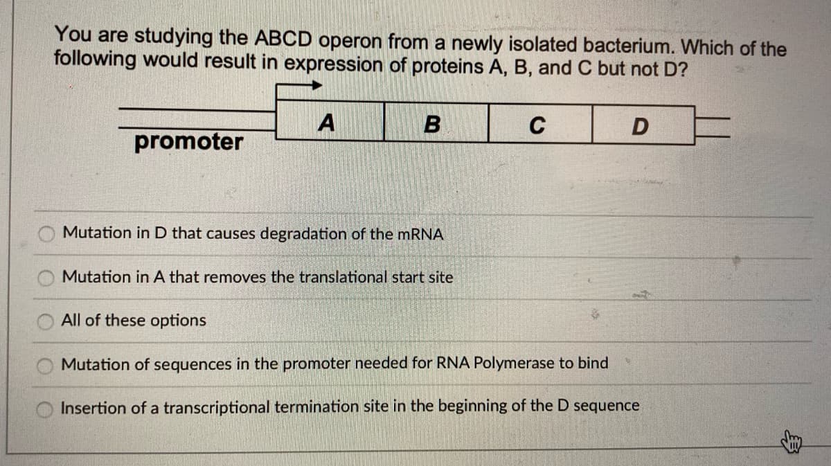 You are studying the ABCD operon from a newly isolated bacterium. Which of the
following would result in expression of proteins A, B, and C but not D?
A
promoter
Mutation in D that causes degradation of the mRNA
Mutation in A that removes the translational start site
All of these options
Mutation of sequences in the promoter needed for RNA Polymerase to bind
Insertion of a transcriptional termination site in the beginning of the D sequence
