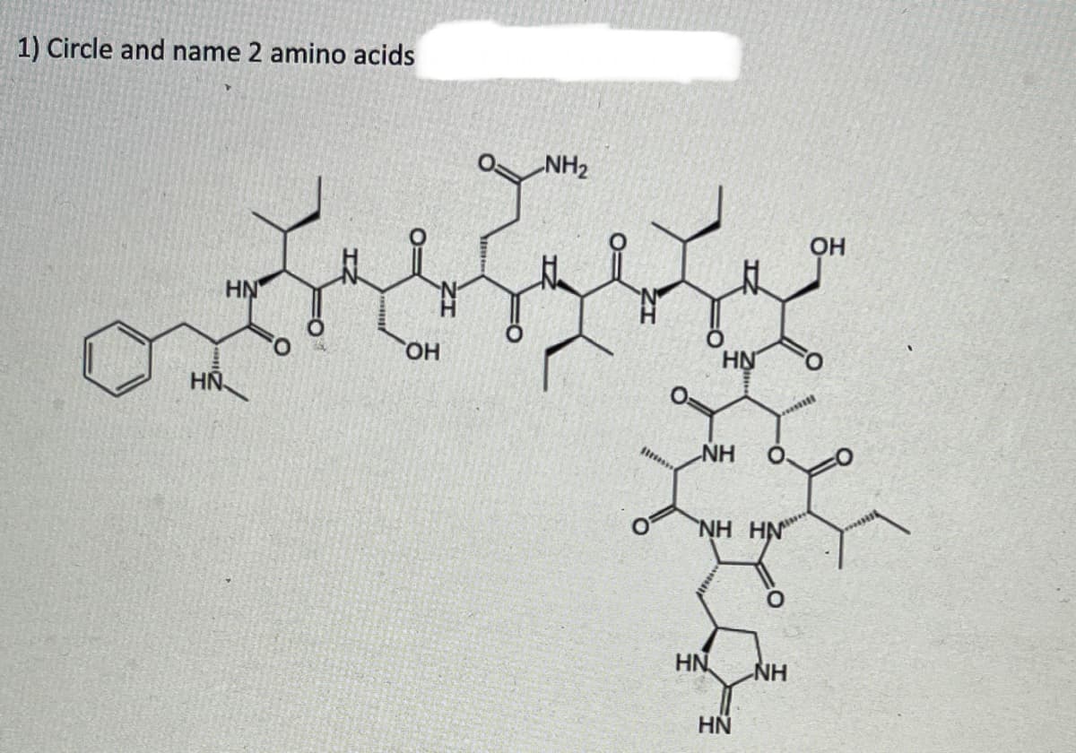 1) Circle and name 2 amino acids
NH2
OH
HN
HO,
HN
HN
NH
NH HN
HN
NH
HN
