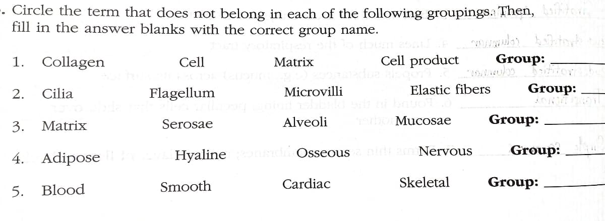 . Circle the term that does not belong in each of the following groupings. Then, bitter
fill in the answer blanks with the correct group name.
Collagen
1.
2.
3.
4.
5.
Cilia
Matrix
Adipose
Blood
Cell
21 (200s (ausom
Flagellum
Serosae
Hyaline
Smooth
Matrix
Microvilli
Alveoli
bumasail
Cell product Group:
dua als gor
Elastic fibers
Cardiac
etoMucosae
di Osseous nih bom Nervous
Skeletal
baititor
Group:
Group:
Group: h
Group: