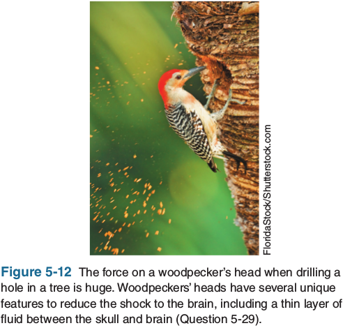 Florida Stock/Shutterstock.com
Figure 5-12 The force on a woodpecker's head when drilling a
hole in a tree is huge. Woodpeckers' heads have several unique
features to reduce the shock to the brain, including a thin layer of
fluid between the skull and brain (Question 5-29).