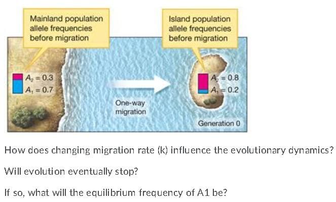 Mainland population
allele frequencies
before migration
Island population
allele frequencies
before migration
A, = 0.3
A, = 0.7
A = 0.8
A 0.2
One-way
migration
Generation 0
How does changing migration rate (k) influence the evolutionary dynamics?
Will evolution eventually stop?
If so, what will the equilibrium frequency of A1 be?
