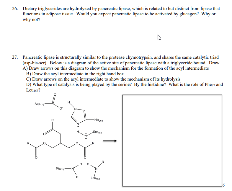 26. Dietary triglycerides are hydrolyzed by pancreatic lipase, which is related to but distinct from lipase that
functions in adipose tissue. Would you expect pancreatic lipase to be activated by glucagon? Why or
why not?
27. Pancreatic lipase is structurally similar to the protease chymotrypsin, and shares the same catalytic triad
(asp-his-ser). Below is a diagram of the active site of pancreatic lipase with a triglyceride bound. Draw
A) Draw arrows on this diagram to show the mechanism for the formation of the acyl intermediate
B) Draw the acyl intermediate in the right hand box
C) Draw arrows on the acyl intermediate to show the mechanism of its hydrolysis
D) What type of catalysis is being played by the serine? By the histidine? What is the role of Phe77 and
Leui53?
Asp176
R
His263
Ser152
.R
R
Phe7"
R
Leu153
