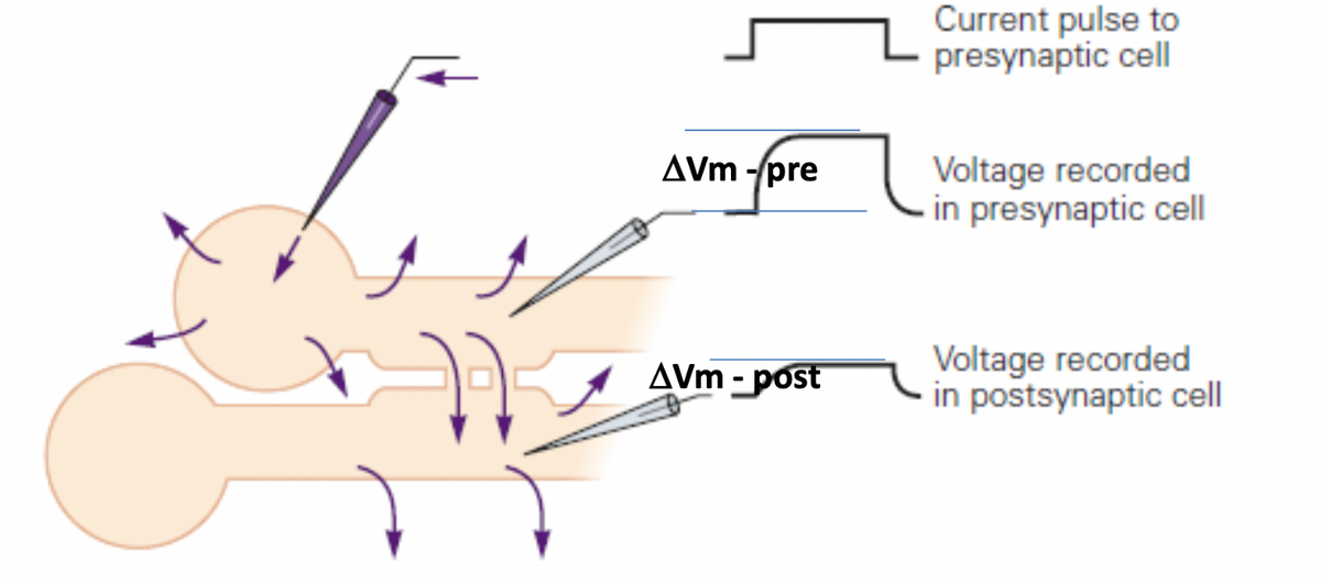 AVm-pre
AVm-post
Current pulse to
presynaptic cell
Voltage recorded
in presynaptic cell
Voltage recorded
in postsynaptic cell