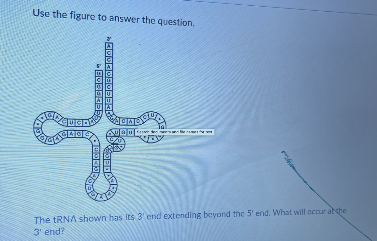 Use the figure to answer the question.
GC
GU
GA
Search documents and file names for text
GAGC
|C
C
AU
The ERNA shown has its 3' end extending beyond the 5' end. What will occur at the
3' end?
