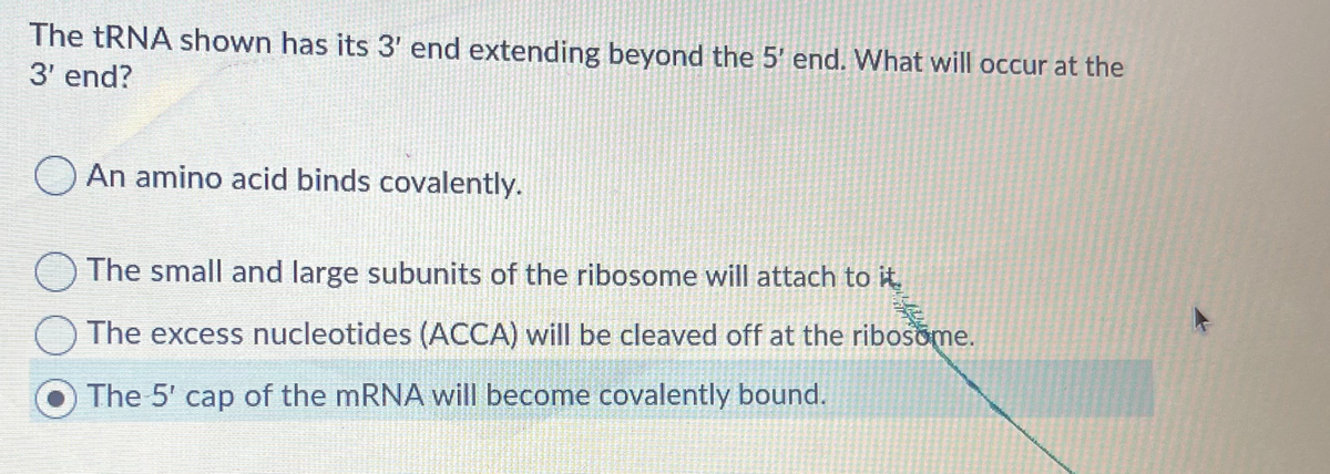 The TRNA shown has its 3' end extending beyond the 5' end. What will occur at the
3' end?
O An amino acid binds covalently.
O The small and large subunits of the ribosome will attach to it
O The excess nucleotides (ACCA) will be cleaved off at the ribosome.
The 5' cap of the mRNA will become covalently bound.
