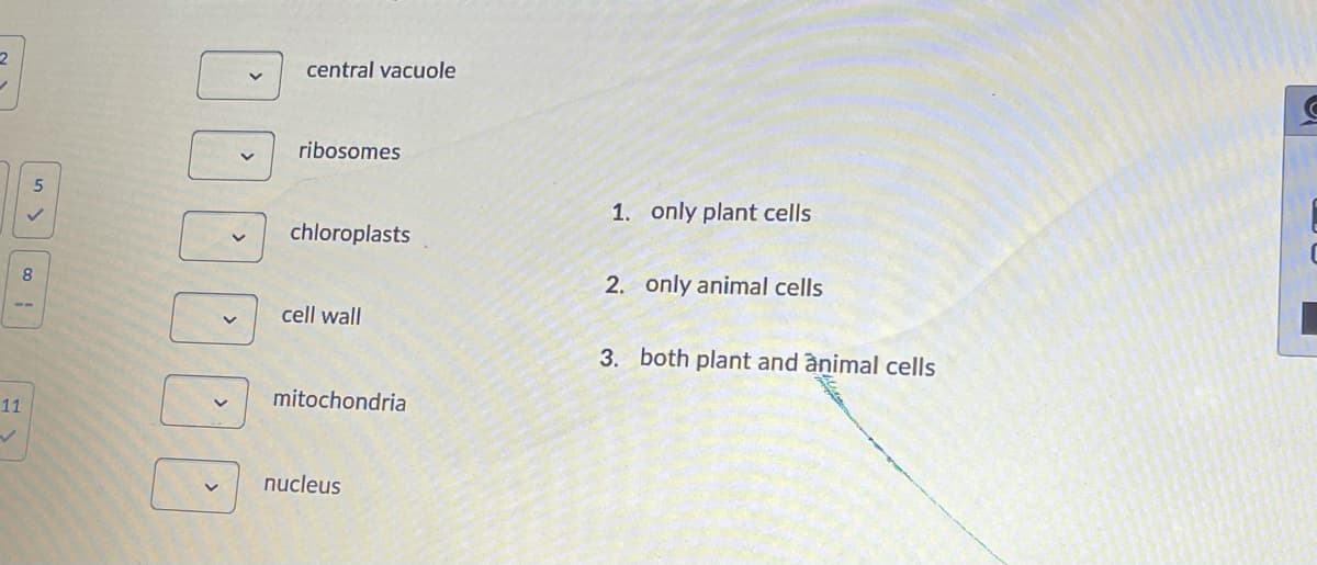 central vacuole
ribosomes
1. only plant cells
chloroplasts
8
2. only animal cells
cell wall
--
3. both plant and animal cells
mitochondria
11
nucleus
>
