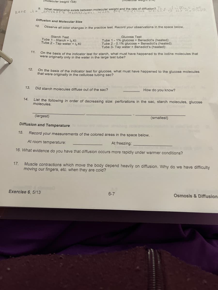(molecular weight 158)
9.
What relationship exists between molecular weight and the rate of diffusion?hEdytHusgonaR
Ehe MoICculaR wei
bate S inveRsely teRoPORtonai with
Diffuslon and Molecular Size
10.
Observe all color changes in the practice test. Record your observations in the space below.
Glucose Test
Starch Test
Tube 1 - Starch + lz KI:
Tube 2 - Tap water + 12 KI
Tube 1- 1% glucose + Benedict's (heated):
Tube 2 - 0.1% glucose + Benedict's (heated):
Tube 3- Tap water + Benedict's (heated):l
On the basis of the indicator test for starch, what must have happened to the iodine molecules that
were originally only in the water in the large test tube?
11.
On the basis of the indicator test for glucose, what must have happened to the glucose molecules
that were originally in the cellulose tubing sac?
12.
13.
Did starch molecules diffuse out of the sac?
How do you know?
List the following in order of decreasing size: perforations in the sac, starch molecules, glucose
molecules.
14.
(largest)
(smallest)
Diffusion and Temperature
15.
Record your measurements of the colored areas in the space below.
At room temperature:
At freezing:
16. What evidence do you have that diffusion occurs more rapidly under warmer conditions?
17.
Muscle contractions which move the body depend heavily on diffusion. Why do we have difficulty
moving our fingers, etc. when they are cold?
Exercise 6, 5/13
6-7
Osmosis & Diffusion
