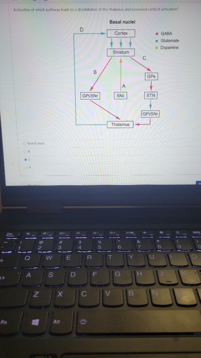 Activation of which pathway leads to a disinhibition of the thalamus and increased cortical activation?
Basal nuclei
D
Cortex
I GABA
- Glutamate
- Dopamine
Striatum
C
B
GPe
A
GPi/SNr
SNC
STN
GPI/SNr
Thalamus
O Both B and C
O B
O A
E
LK
C
Fn
Alt
