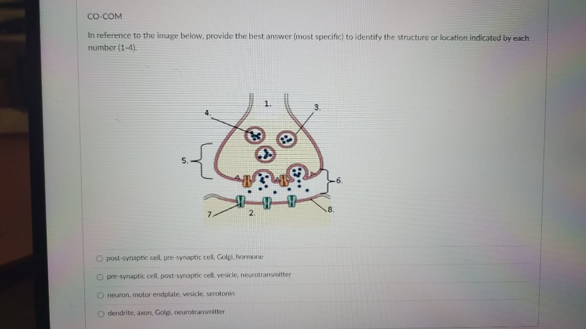 CO-COM
In reference to the image below, provide the best answer (most specific) to identify the structure or location indicated by each
number (1-4).
1.
8.
2.
O post-synaptic cell, pre-synaptic cell, Golgi, hormone
O pre-synaptic cell, post-synaptic cell, vesicle, neurotransmitter
O neuron, motor endplate, vesicle, serotonin
O dendrite, axon, Golgi, neurotransmitter
