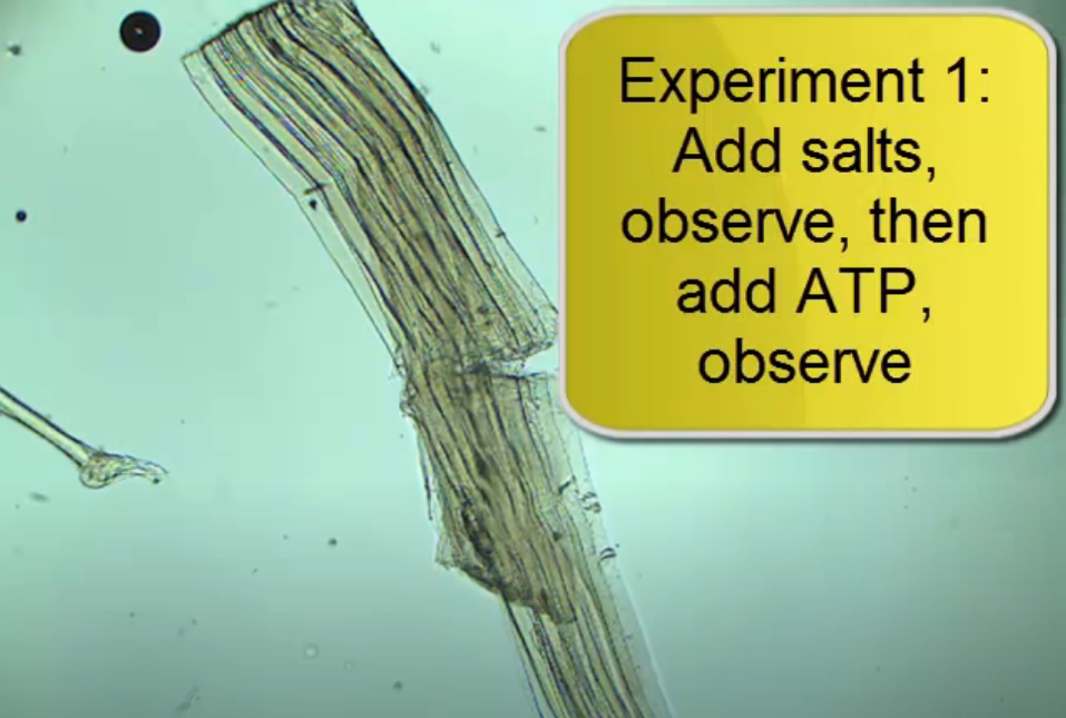 Experiment 1:
Add salts,
observe, then
add ATP,
observe
