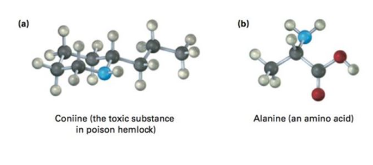 (a)
(Б)
Coniine (the toxic substance
in poison hemlock)
Alanine (an amino acid)

