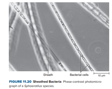 Sheath
Bacterial cells
10 um
FIGURE 11.20 Sheathed Bacteria Phase-contrast photomicro-
graph of a Sphaerotilus species.
