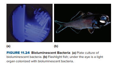 (a)
(b)
FIGURE 11.24 Bioluminescent Bacteria (a) Plate culture of
bioluminescent bacteria. (b) Flashlight fish; under the eye is a light
organ colonized with bioluminescent bacteria.
COM
