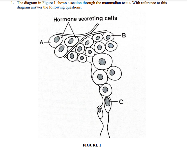 1. The diagram in Figure 1 shows a section through the mammalian testis. With reference to this
diagram answer the following questions:
Hormone secreting cells
B
A-
C
FIGURE 1
