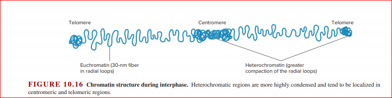 Telomere
Centromere
Telomere
arvrbr
Euchromatin (30-nm fiber
in radial loops)
Heterochromatin (greater
compaction of the radial loops)
FIGURE 10.16 Chromatin structure during interphase. Heterochromatic regions are more highly condensed and tend to be localized in
centromeric and telomeric regions.

