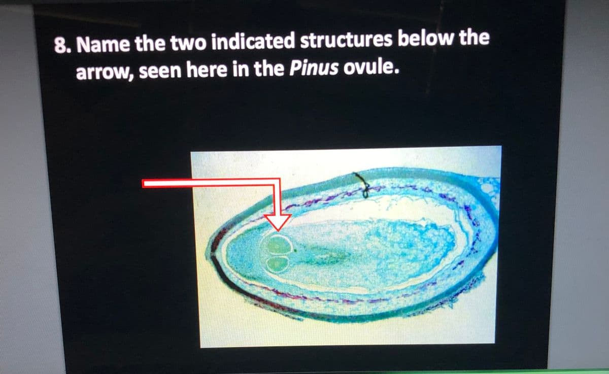 8. Name the two indicated structures below the
arrow, seen here in the Pinus ovule.
