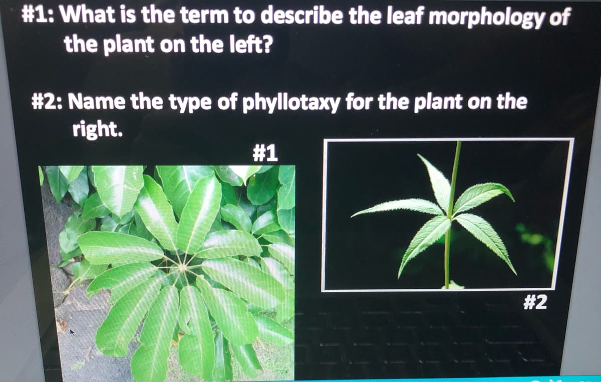 #1: What is the term to describe the leaf morphology of
the plant on the left?
# 2: Name the type of phyllotaxy for the plant on the
right.
#1
#2
