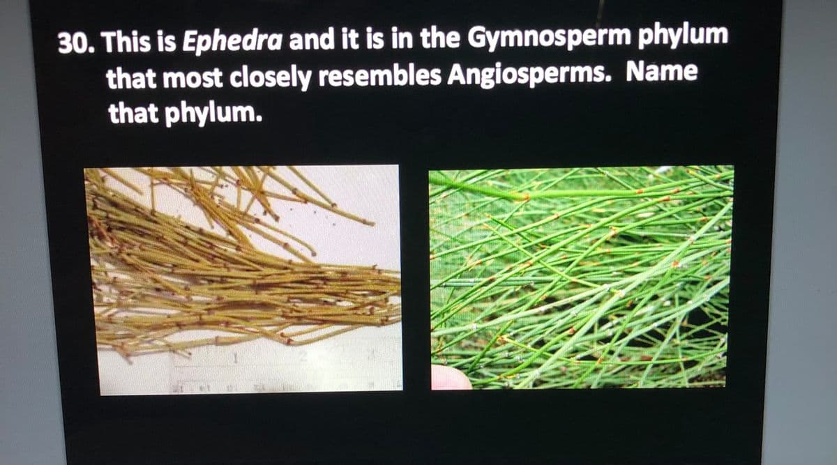 30. This is Ephedra and it is in the Gymnosperm phylum
that most closely resembles Angiosperms. Name
that phylum.
