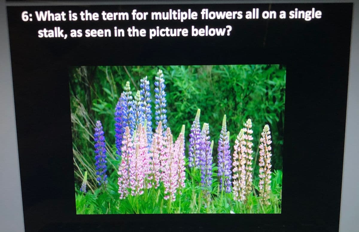 6: What is the term for multiple flowers all on a single
stalk, as seen in the picture below?

