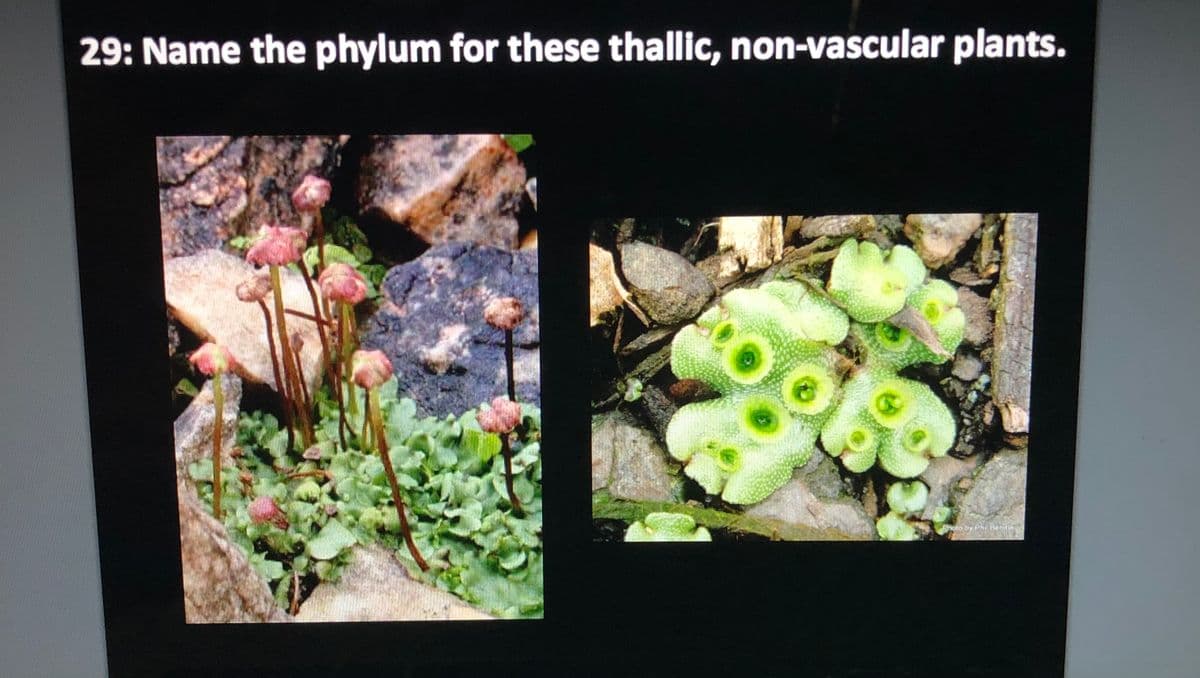29: Name the phylum for these thallic, non-vascular plants.
Pa ty Phi Hendie
