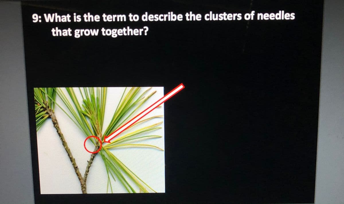 9: What is the term to describe the clusters of needles
that grow together?
