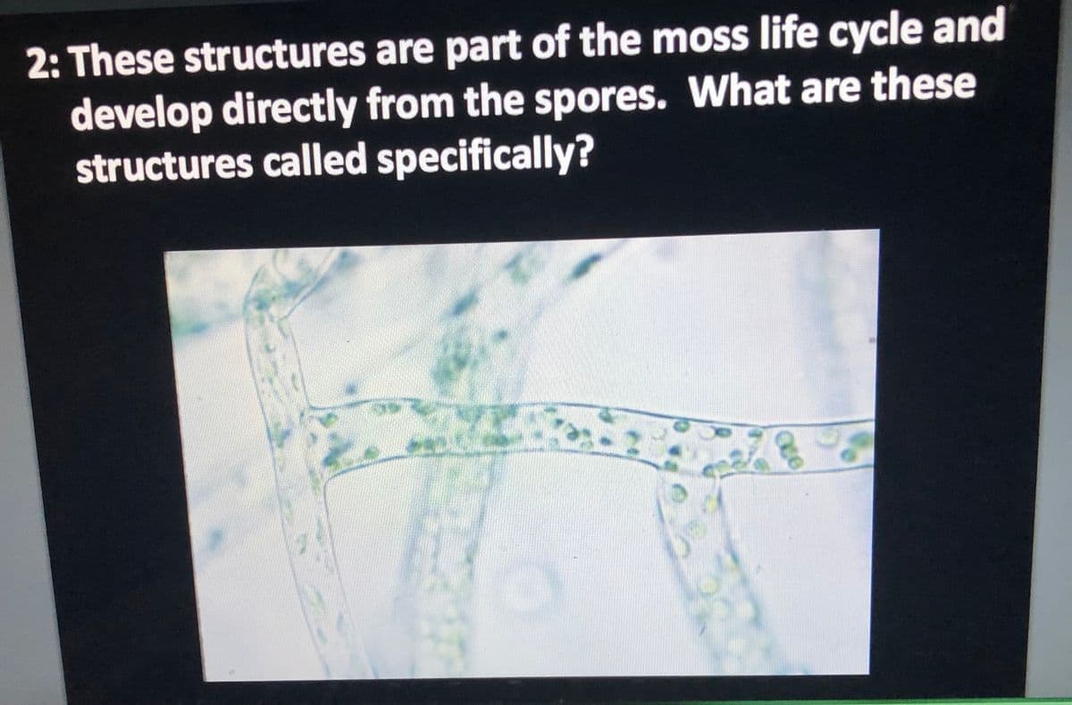 2: These structures are part of the moss life cycle and
develop directly from the spores. What are these
structures called specifically?
