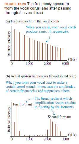 FIGURE 16.23 The frequency spectrum
from the vocal cords, and after passing
through the vocal tract.
(a) Frequencies from the vocal cords
When you speak, your vocal cords
produce a mix of frequencies.
-f (Hz)
3000
1000
2000
(b) Actual spoken frequencies (vowel sound "ee")
When you form your vocal tract to make a
certain vowel sound, it increases the amplitudes
of certain frequencies and suppresses others.
· The broad peaks at which
First formant amplification occurs are due
to filtering by the formants.
Second formant
-f (Hz)
3000
1000
2000
Relative intensity
Re lat ive intensity
