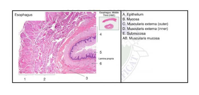 Esophagus
Esophagus. Middie
Thed HSE)
A. Epithelium
B. Mucosa
C. Muscularis externa (outer)
D. Muscularis externa (inner)
E. Submucosa
AB. Muscularis mucosa
5
Lamina propria
6
2
ICAT
