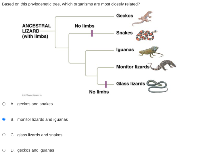 Based on this phylogenetic tree, which organisms are most closely related?
Geckos
ANCESTRAL
LIZARD
No limbs
Snakes
(with limbs)
Iguanas
Monitor lizards
Glass lizards
No limbs
e nt
O A. geckos and snakes
B. monitor lizards and iguanas
O C. glass lizards and snakes
D. geckos and iguanas
