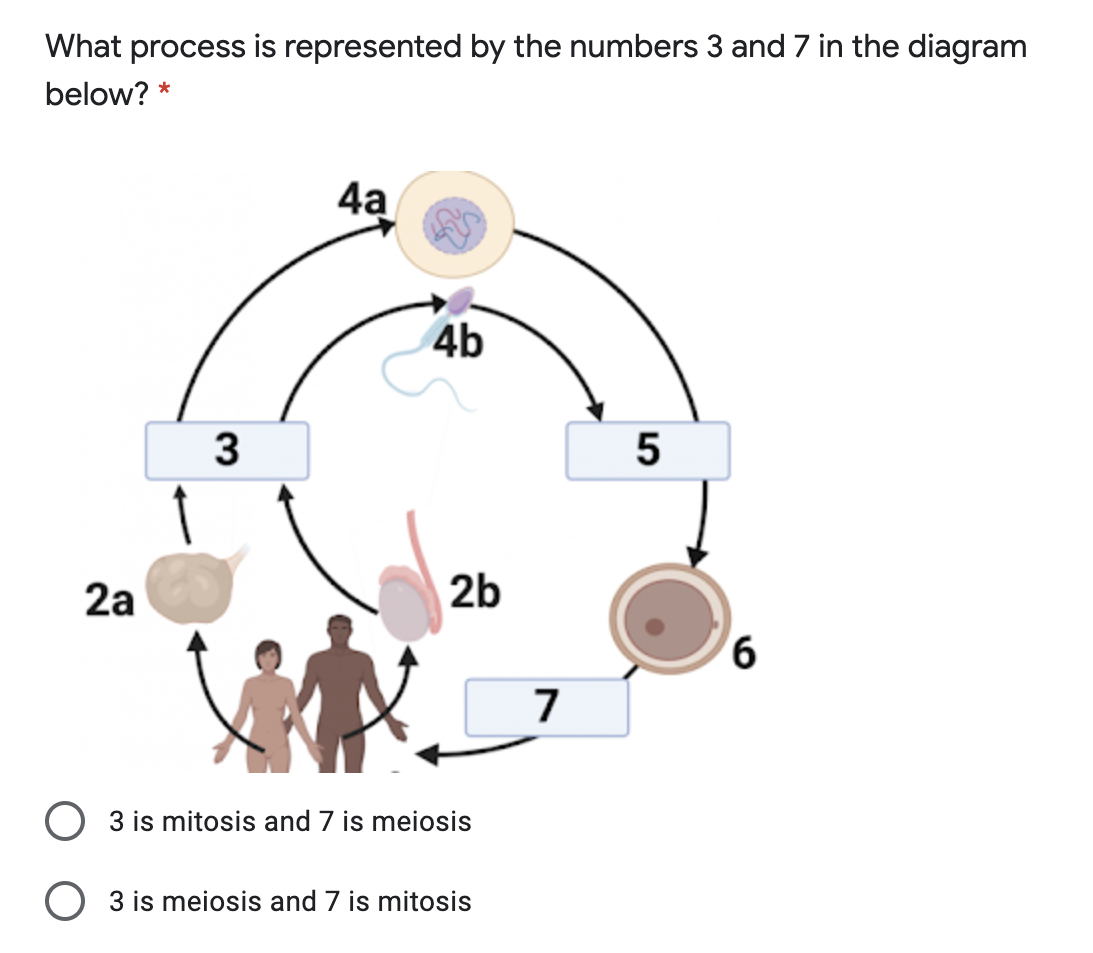 What process is represented by the numbers 3 and 7 in the diagram
below? *
4a
4b
3
5
2a
2b
9.
7
3 is mitosis and 7 is meiosis
O 3 is meiosis and 7 is mitosis
