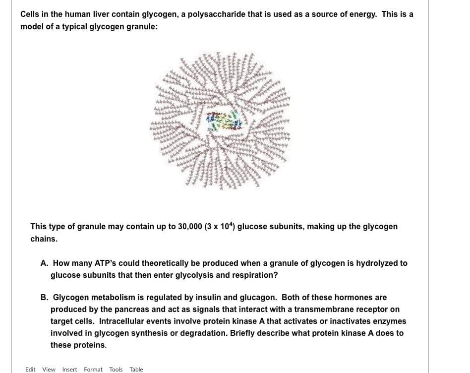 Cells in the human liver contain glycogen, a polysaccharide that is used as a source of energy. This is a
model of a typical glycogen granule:
42
22
AWARD
Edit View Insert Format Tools Table
be
***
www
27544
Hals
De w
Jay
MASCH
Abh
P
CON
p
bo
H
S
********
124
3. P
WH
**
patink
The G
k
page
flees
P
*******
44651
CAPE
Porn
Tele
de
to
MATE
www
74
H
Supe
This type of granule may contain up to 30,000 (3 x 104) glucose subunits, making up the glycogen
chains.
A. How many ATP's could theoretically be produced when a granule of glycogen is hydrolyzed to
glucose subunits that then enter glycolysis and respiration?
B. Glycogen metabolism is regulated by insulin and glucagon. Both of these hormones are
produced by the pancreas and act as signals that interact with a transmembrane receptor on
target cells. Intracellular events involve protein kinase A that activates or inactivates enzymes
involved in glycogen synthesis or degradation. Briefly describe what protein kinase A does to
these proteins.