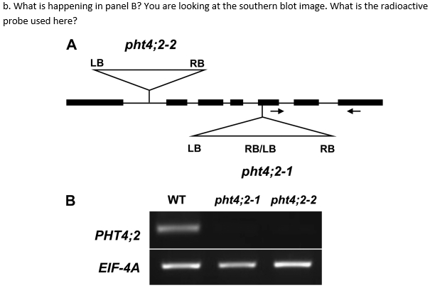 b. What is happening in panel B? You are looking at the southern blot image. What is the radioactive
probe used here?
A
pht4;2-2
LB
RB
LB
RB/LB
RB
pht4;2-1
B
WT
pht4;2-1 pht4;2-2
PHT4;2
EIF-4A
