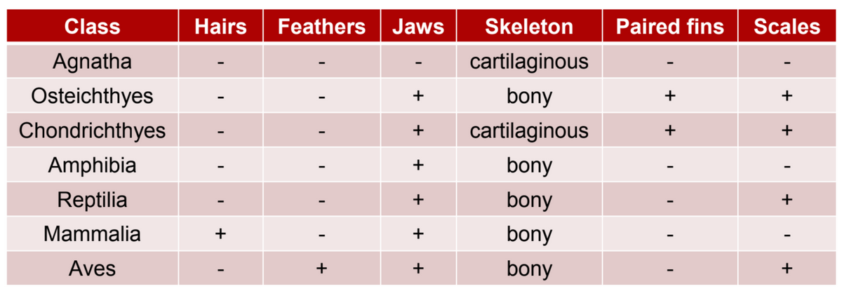 Class
Hairs
Feathers
Jaws
Skeleton
Paired fins
Scales
Agnatha
cartilaginous
Osteichthyes
+
bony
+
+
Chondrichthyes
cartilaginous
+
+
Amphibia
bony
Reptilia
+
bony
Mammalia
+
+
bony
Aves
+
+
bony
+
+ I +
+
