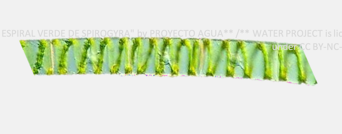 ESPIRAL VERDE DE SPIROGYRA" by PROYECTO AGUA** /** WATER PROJECT is lic
UrderCC BY-NC-
