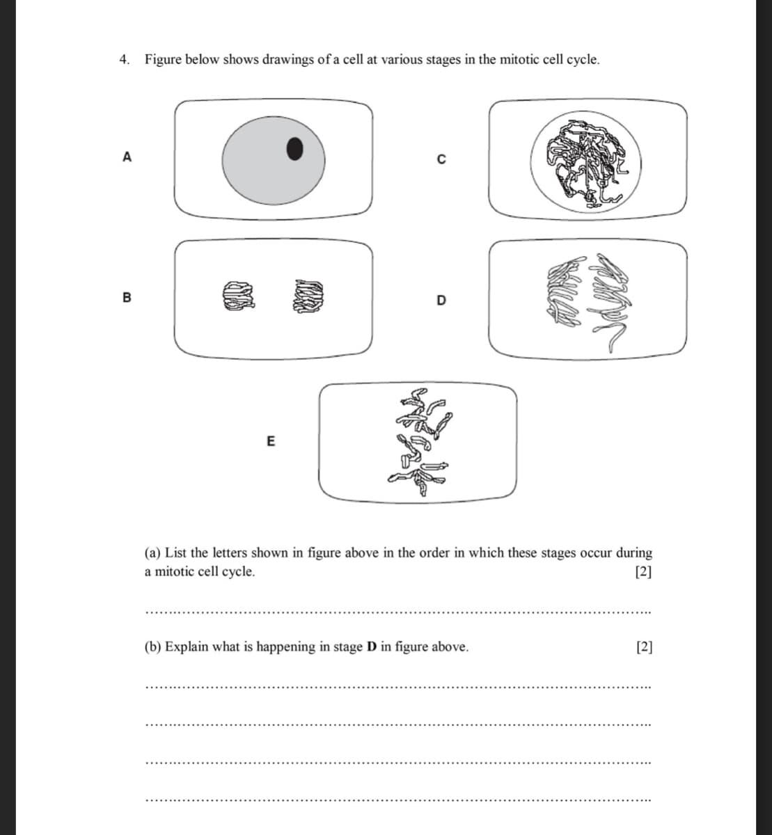 4. Figure below shows drawings of a cell at various stages in the mitotic cell cycle.
A
B
E
(a) List the letters shown in figure above in the order in which these stages occur during
a mitotic cell cycle.
[2]
(b) Explain what is happening in stage D in figure above.
[2]
