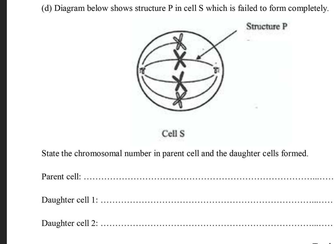 (d) Diagram below shows structure P in cell S which is failed to form completely.
Structure P
Cell S
State the chromosomal number in parent cell and the daughter cells formed.
Parent cell:
Daughter cell 1:
Daughter cell 2:
