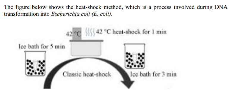 The figure below shows the heat-shock method, which is a process involved during DNA
transformation into Escherichia coli (E. coli).
42 C 5$42 °C heat-shock for 1 min
lee bath for 5 min
Classic heat-shock
lce bath for 3 min
