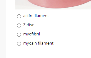 O actin filament
Z disc
O myofibril
myosin filament
