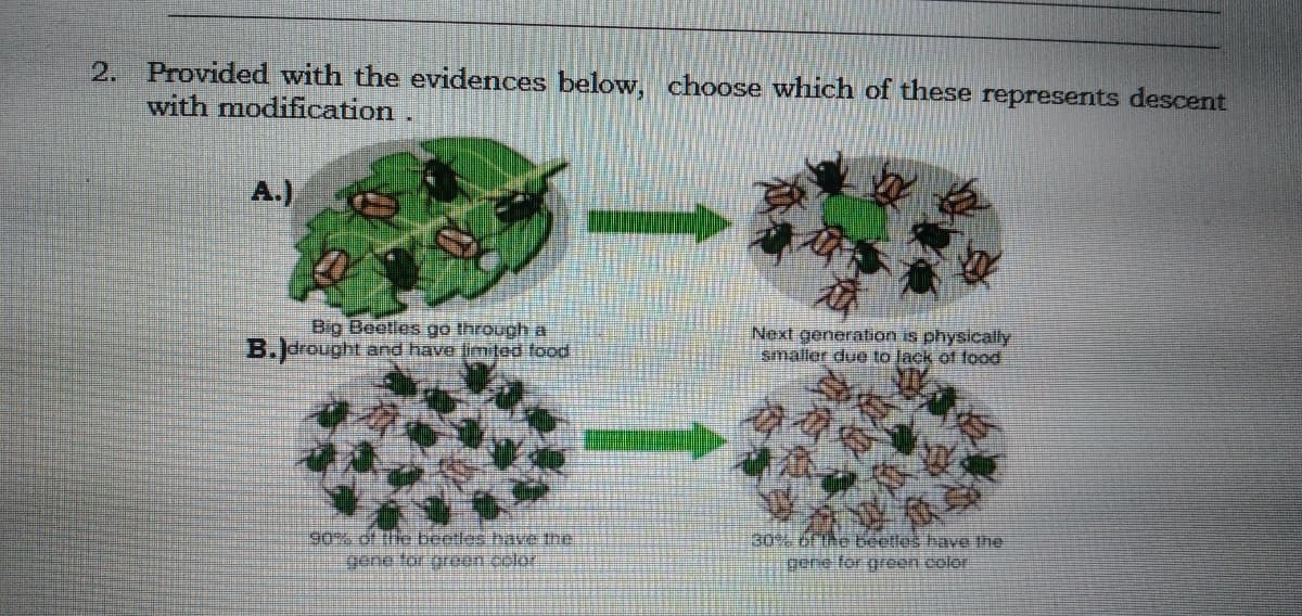 2. Provided with the evidences below, choose which of these represents descent
with modification.
A.)
Big Beetles go through a
B.Jdrought and have limited tood
Next generation is physically
smaller due to lack of food
90% df the beotles hav the
30% ofthe beetles have the
gene for green color
